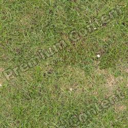 Seamless Grass